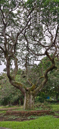 A big old tree with many branches at Tanjungpura University, Pontianakの写真素材