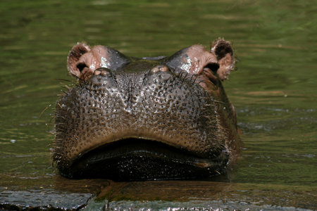 A hippopotamus in water, showcasing its powerful and distinct facial featuresの写真素材
