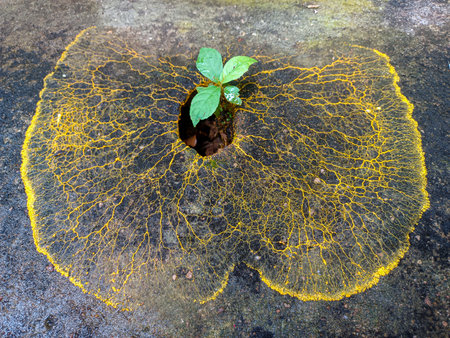 Yellow slime mold spreads across the dark, textured surface, and in the center is a small hole where...