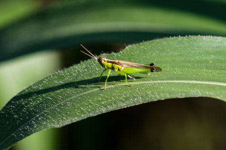A small green and brown grasshopper perched on a large corn leaf. The sunlight cast a clear shadow beneath itの写真素材