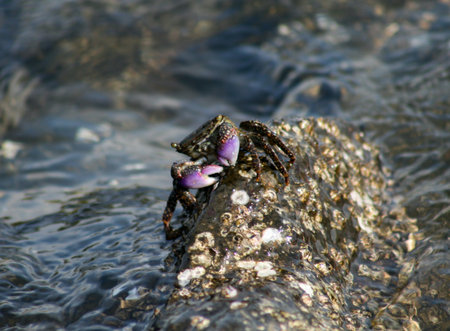 A small dark rock crab is featured prominently, perched on a rough, textured rock that is heavily...
