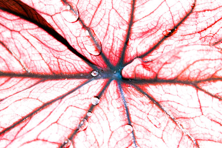 Overexposure to the details of the red Caladium leaf with the dark center where the veins meet, and...