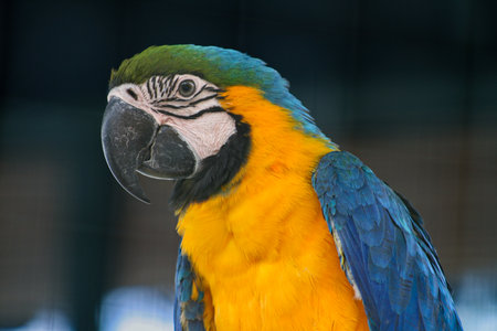 The beautiful Blue and Yellow Macaw or Ara Ararauna features a green and blue crown on its back, a distinctive white patch on its face with fine black feather lines around its eyes and black beakの写真素材