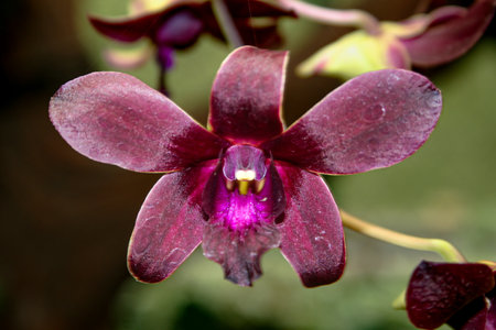 A Dendrobium mangosteen, specifically one of the dark purple or black varieties often referred to as Dendrobium Black Orchid or Dendrobium phalaenopsis hybridの写真素材
