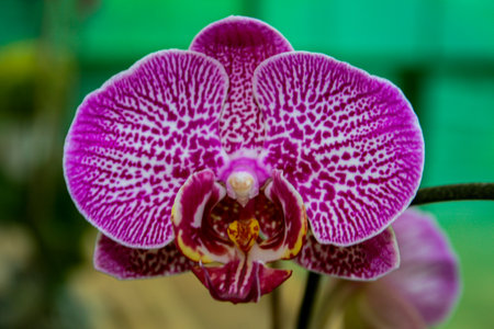 A Moon Orchid or Moth Orchid, commonly known as the Phalaenopsis orchid, in bloom. The flower has two prominent petals in a striking shade of magenta or deep pinkの写真素材