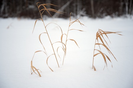 Yellow grass on white snowの写真素材