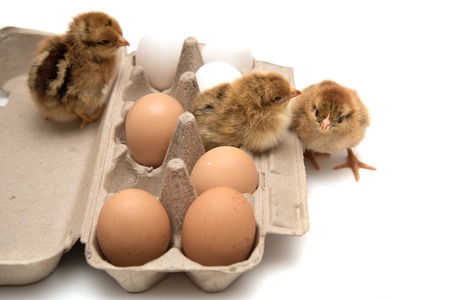 Nestlings with egss in container