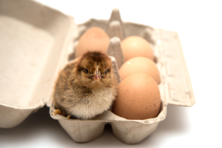 Little chicken nestling in rackの写真素材