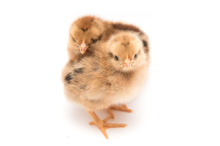 Two little chickenの写真素材