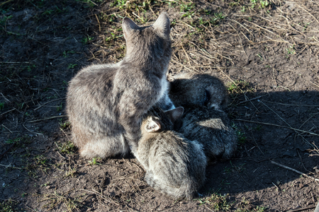 Grey cat feeding three kittens sitting on the groundの写真素材