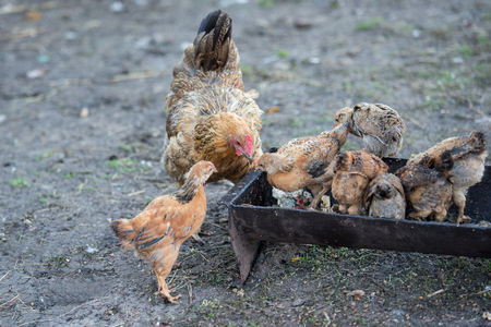 red hen and chicks eat from the troughの写真素材