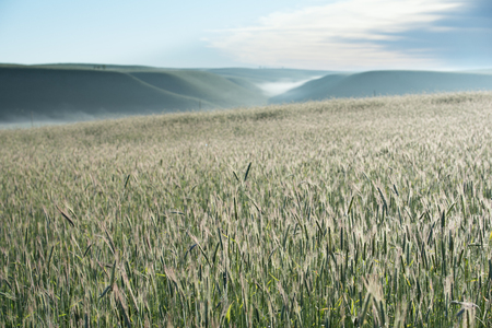 View to spikes of cereal wheat growing on autumn field in countryside.の写真素材