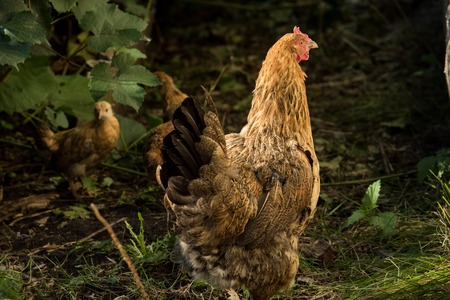 Brown chicken with chicks walking on the grass between the bushesの写真素材