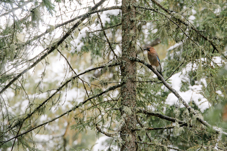 Jay sits on a pine tree covered with mossの写真素材