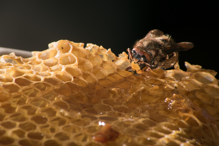 Close-up small bee insect sitting on cells with honey.