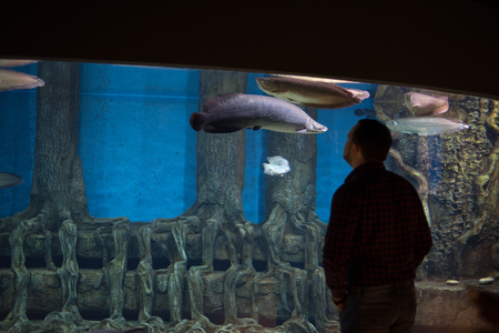 Back view of man watching the fishes in aquarium center. Horizontal indoors shot.の写真素材