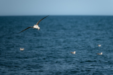 White seagulls in flock flying above blue sea in summer sunlight.