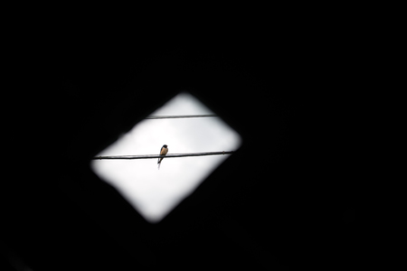 From below view through hole of bird sitting on electric cable.の写真素材