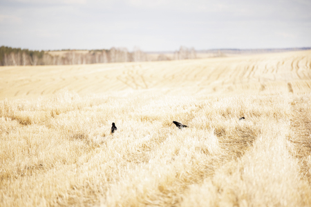 crows in a yellow field in the spring clear dayの写真素材