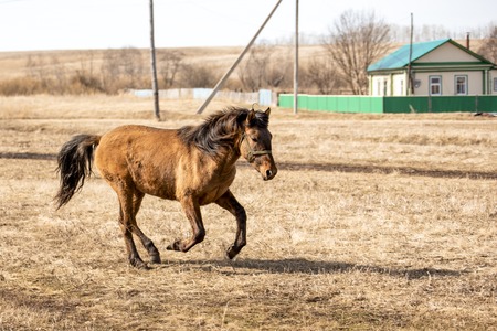 Red horse runs through the village on a spring dayの写真素材