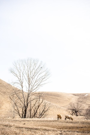 Two red cows walk in the spring outdoorsの写真素材