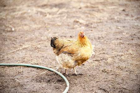 Chicken on a spring day in the yardの写真素材