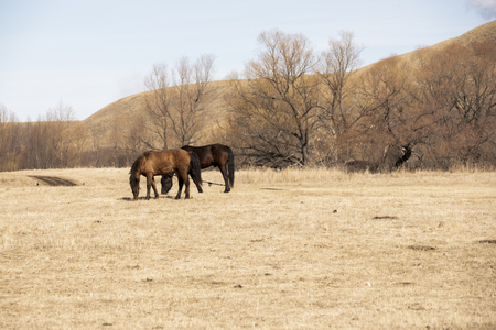 Red and black horses grazing in the field against the hills on a spring dayの写真素材