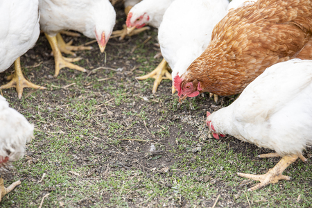 White adult broilers and red chicken eating green grass in the yardの写真素材