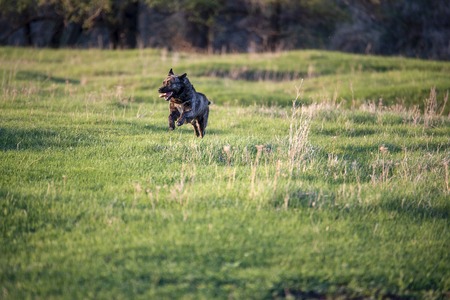 The dog runs across the field on a summer dayの写真素材