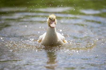 Baby indodas swim in the pond on a Sunny summer dayの写真素材
