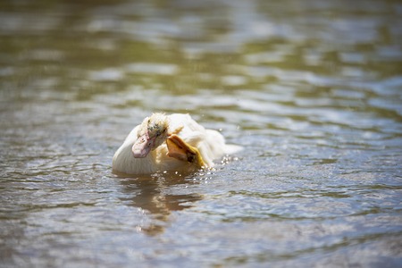 White small indoda washes in the pond in Sunny bright dayの写真素材