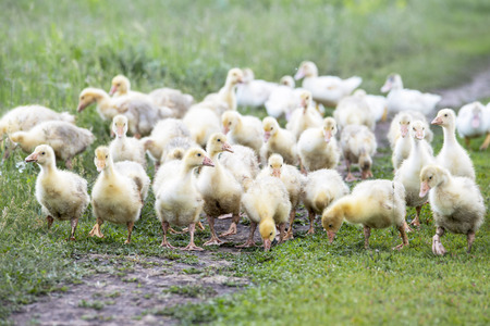 A flock of small geese are on the trail with green herbsの写真素材