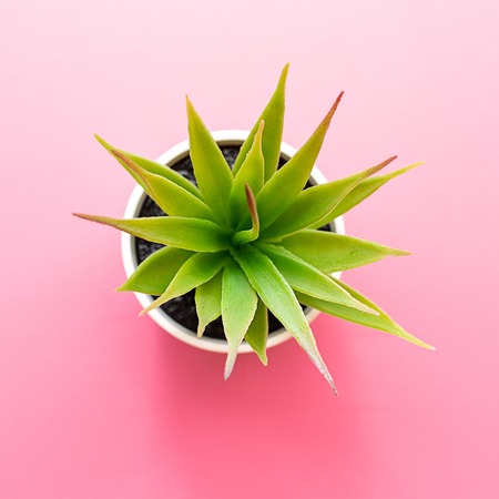 Artificial green flower with leaves in a pot on pink background. Top view.