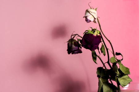 Dried roses with stem and leaves with shadow on pink backgroundの写真素材