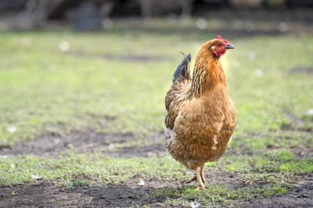 Red chicken in the yard in a green meadow walking and looking at the cameraの写真素材