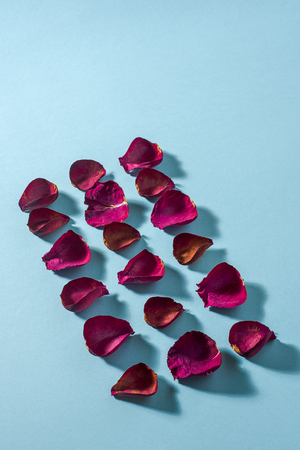 Rose petals maroon color on blue background. Photo with shadowsの写真素材