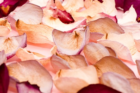 Rose petals on pink background. The view from the top.の写真素材