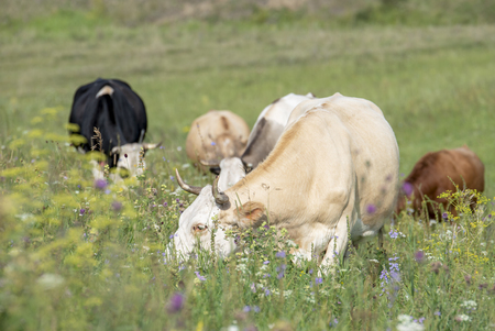 A herd of cows eating grass in a green meadow at the foot of the mountainの写真素材