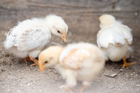 Three small white chickens close up