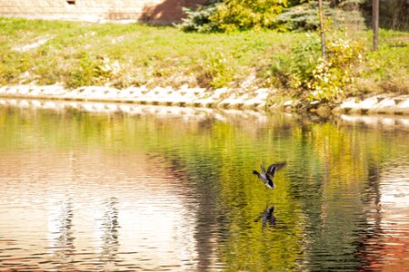 Beautiful colorful ducks on pond in autumn parkの写真素材