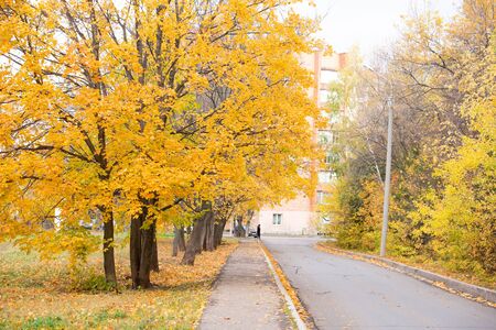 Autumn road with litter leaf alongの写真素材