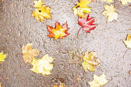 Colorful autumn leaves in rain puddle. Background.