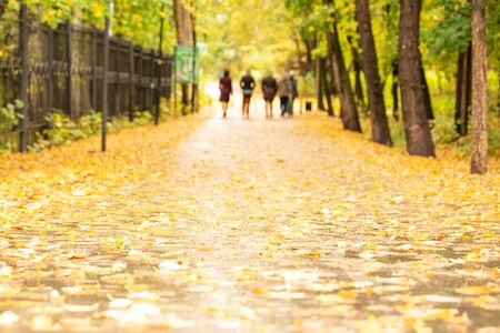 Yellow leaves on asphalt in autumn rainy day