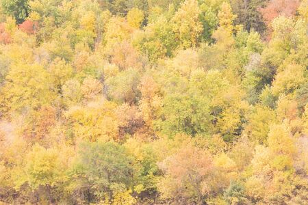 Yellow trees leaves in autumn day. Pattern