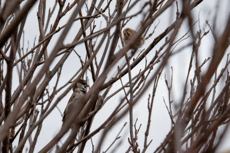 Sparrow male on branch in autumn gray day. Brown bird.