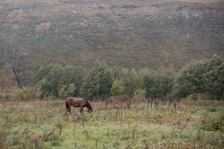Young horse standing in a field during the rain and eat grass. Summer.の写真素材