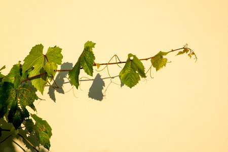 Green Grape Vine Clinging To A Yellow Stone Wall. Shadow on wallの写真素材