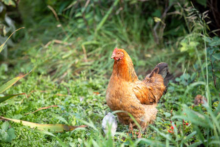 Mother hen with baby chicken on the grass. Livestock.