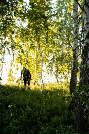 Harvesting birch brooms for the bath on a summer day. Traditions. Health.の写真素材