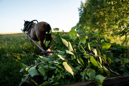 Harvesting birch brooms for the bath on a summer day. Traditions. Health.の写真素材